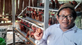 Berdayakan Ekonomi Desa, Ayam GAYATRI Bojonegoro Masuki Puncak Produksi Telur (bojonegorokab)
