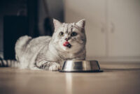 Ilustrasi Kucing (Freepik)