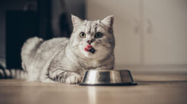 Ilustrasi Kucing (Freepik)
