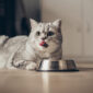Ilustrasi Kucing (Freepik)