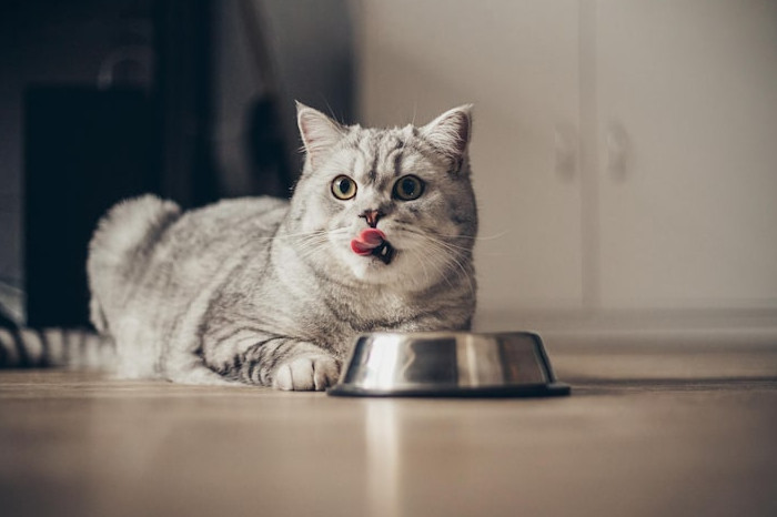 Ilustrasi Kucing (Freepik)