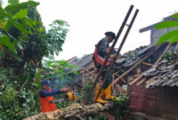 Petugas BPBD Batang memotong pohon tumbang menimpa lima rumah warga di wilayah Kecamatan Wonotunggal, Kabupaten Batang.