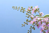 Pohon Tabebuya. (Foto: Canva, Ilustrasi)