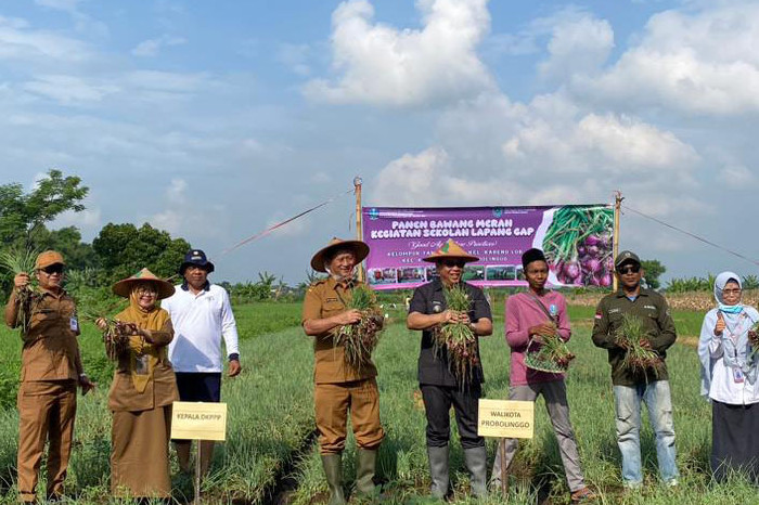 Sekolah Lapang GAP Kareng Lor Bukukan Panen Bawang Merah Tinggi di Musim Hujan
