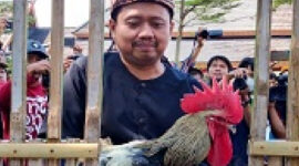 Sumedang Tuan Rumah Kontes Ayam Pelung Nasional, 400 Peserta Siap Ramaikan PPS