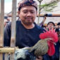 Sumedang Tuan Rumah Kontes Ayam Pelung Nasional, 400 Peserta Siap Ramaikan PPS