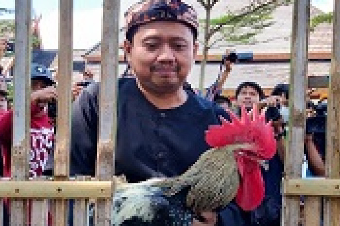Sumedang Tuan Rumah Kontes Ayam Pelung Nasional, 400 Peserta Siap Ramaikan PPS