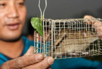 Desa Canh Nau, Sentra Unik Penjualan Daging Tikus di Pinggiran Hanoi