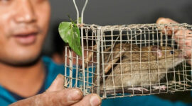 Desa Canh Nau, Sentra Unik Penjualan Daging Tikus di Pinggiran Hanoi