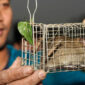 Desa Canh Nau, Sentra Unik Penjualan Daging Tikus di Pinggiran Hanoi