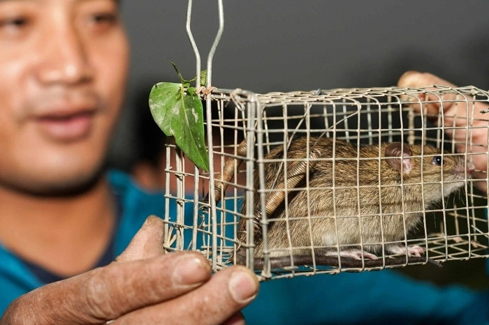 Desa Canh Nau, Sentra Unik Penjualan Daging Tikus di Pinggiran Hanoi
