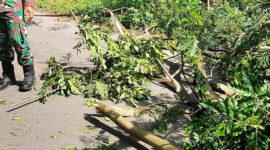 Evakuasi Pohon Tumbang Demi Keamanan Pengguna Jalan