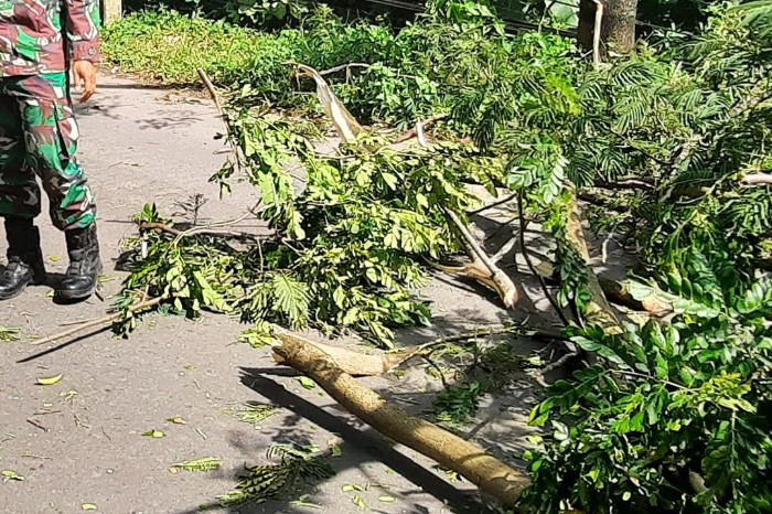 Evakuasi Pohon Tumbang Demi Keamanan Pengguna Jalan
