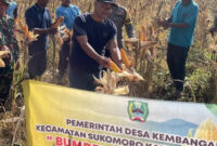 Babinsa Desa Kembangan dan Bumdesa Kembang Jaya Panen Raya Jagung