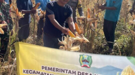 Babinsa Desa Kembangan dan Bumdesa Kembang Jaya Panen Raya Jagung