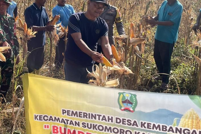Babinsa Desa Kembangan dan Bumdesa Kembang Jaya Panen Raya Jagung