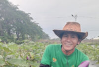 Panen Terong Teluknaga, Mustahik Bangkit lewat Lumbung BAZNAS