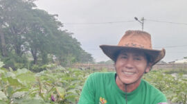 Panen Terong Teluknaga, Mustahik Bangkit lewat Lumbung BAZNAS