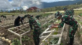 Satgas Yonif 711 Dampingi Warga Deiyai Terapkan Teknik Pertanian Modern