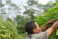Panen Timun Ramadan Bapak Ojo Tumbuhkan Harapan dari Lahan Kecil