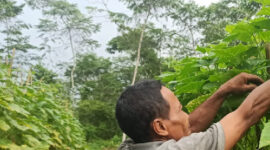 Panen Timun Ramadan Bapak Ojo Tumbuhkan Harapan dari Lahan Kecil
