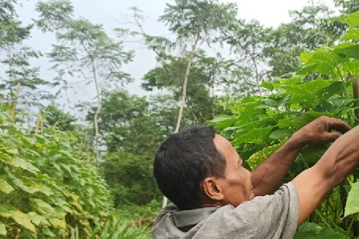 Panen Timun Ramadan Bapak Ojo Tumbuhkan Harapan dari Lahan Kecil